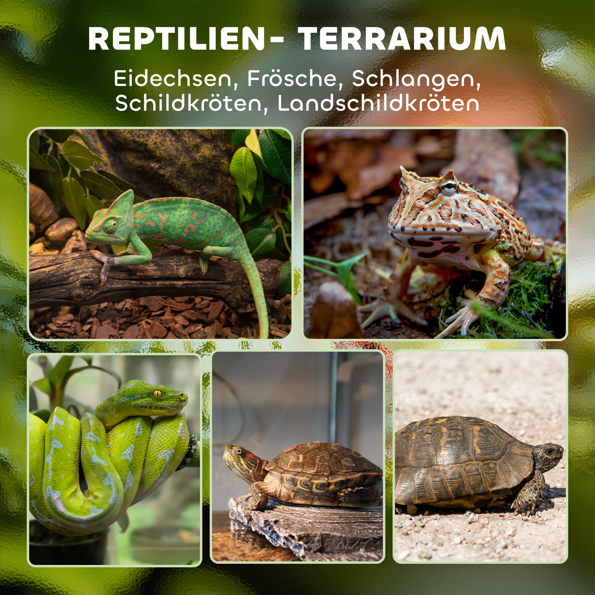 Glas-Terrarium für Reptilien, erhöhter & wasserdichter Boden, Knopfschloss