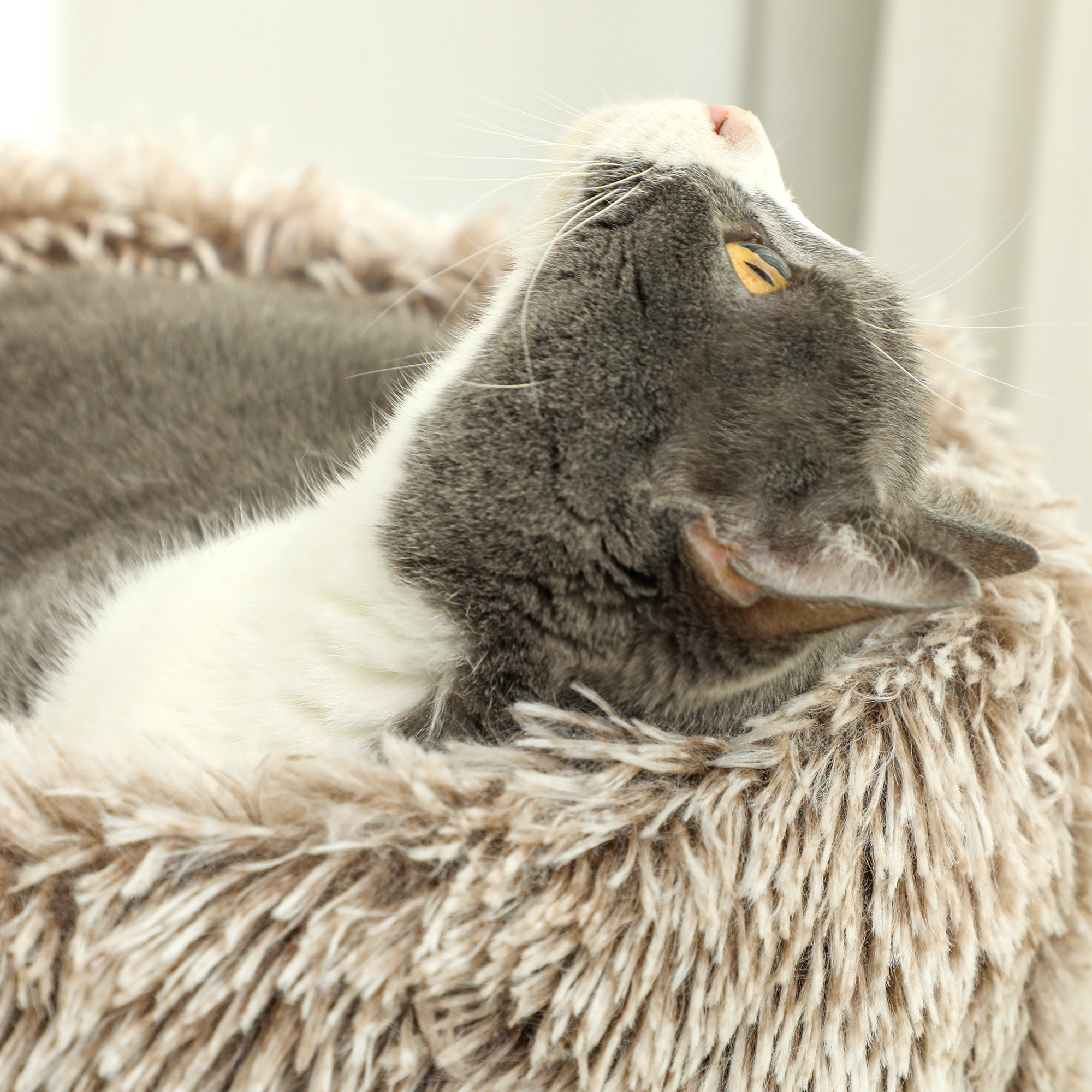 Katzenbaum, 87 cm, Katzenturm mit dickem Kratzpfosten, Plüschbett, für den Innenbereich, trägt bis zu 6 kg, Braun